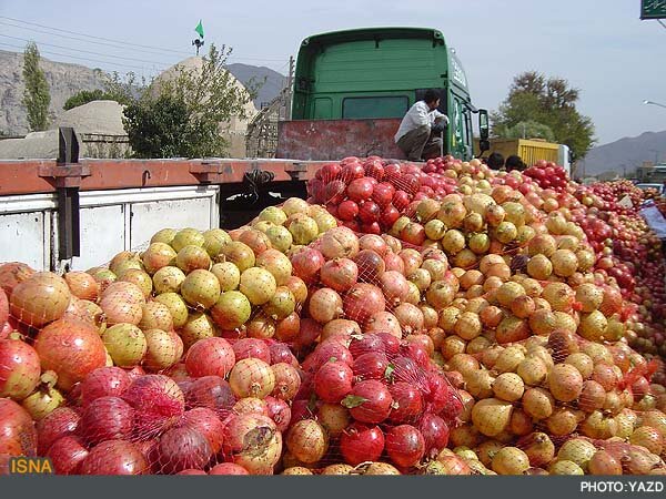 پیش‌ بینی برداشت بیش از ۲۱ هزار تن انار در سیستان و بلوچستان