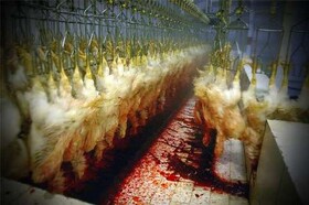 رفع نواقص کشتارگاه های خراسان شمالی برای جلوگیری از خروج ضایعات دام کشتارشده