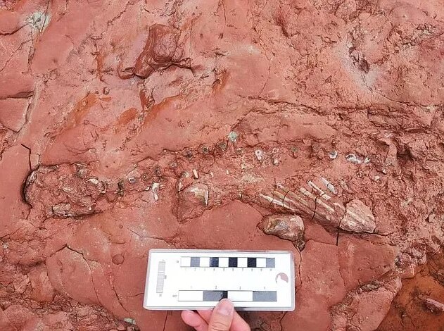 کشف فسیل جانوری ناشناخته قدیمیتر از دایناسورها!