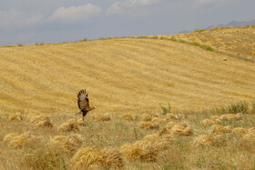 یک سوم مطالبات گندم‌کاران بوشهری پرداخت شد