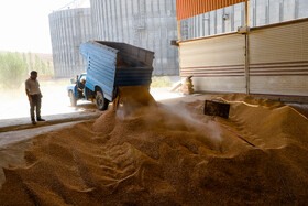 ذخیره‌سازی گندم در استان قزوین از مرز ۱۵۰ هزار تن عبور کرد