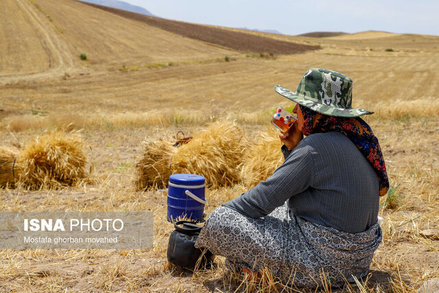 بوشهر امسال در تولید گندم خودکفا میشود بوشهر امسال در تولید گندم خودکفا میشود
