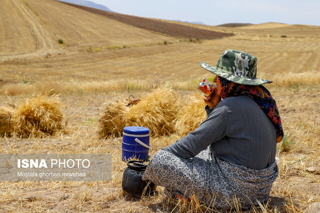 بوشهر امسال در تولید گندم خودکفا می‌شود
