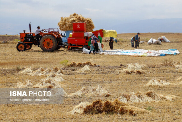 ۳۶ هزار تن گندم از مزارع استان بوشهر برداشت شد