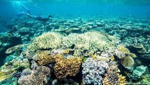 پالایش و احیای آب سنگهای مرجانی در سواحل دریای عمان و خلیج چابهار