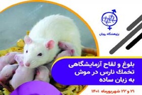 دومین کارگاه بلوغ و لقاح آزمایشگاهی تخمک نارس در موش