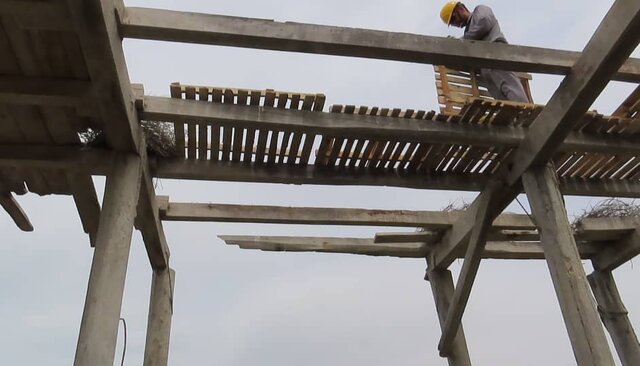 کلونی فرزندآوری حواصیل های خاکستری در گمیشان