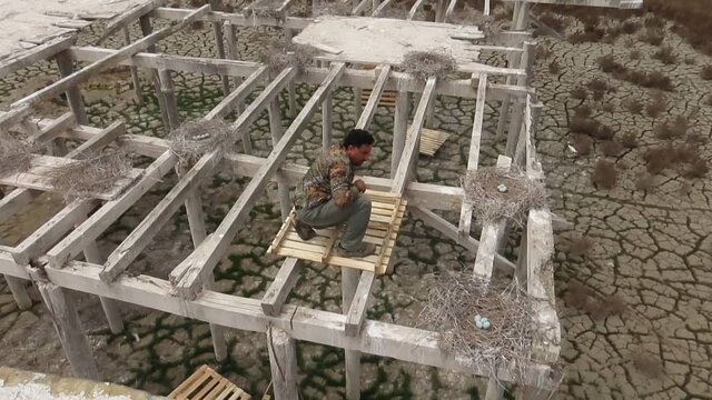 کلونی فرزندآوری حواصیل های خاکستری در گمیشان