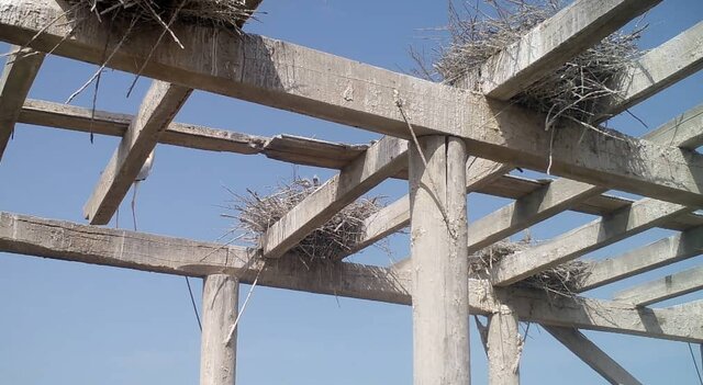 کلونی فرزندآوری حواصیل های خاکستری در گمیشان