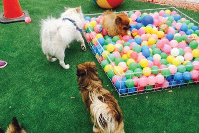 از مهدکودک سگهای خانگی تا روانشناس سگهای افسرده!