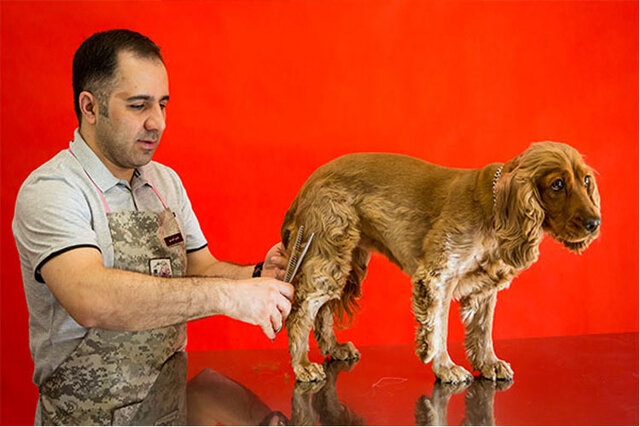از مهدکودک سگهای خانگی تا روانشناس سگهای افسرده! از مهدکودک سگهای خانگی تا روانشناس سگهای افسرده!