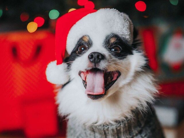 از مهدکودک سگهای خانگی تا روانشناس سگهای افسرده!