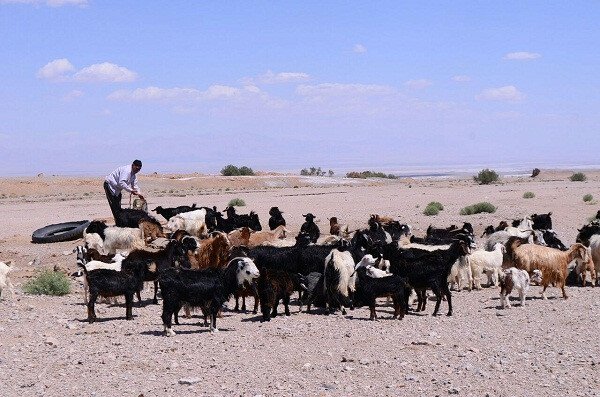 از بین رفتن اقتصاد عشایر منطقه سیستان در پی خشکسالی‌های اخیر