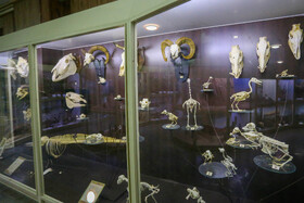 موزه تاریخ طبیعی - همدان