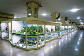 موزه تاریخ طبیعی - همدان