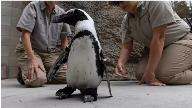 پنگوئنی با کفش‌های مصنوعی
