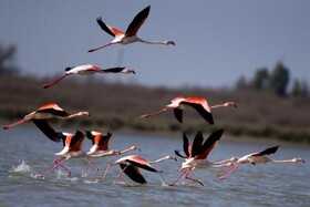 آغاز مهاجرت پرندگان به منابع آبی کردستان/ تالاب زریوار بهشت پرندگان غرب کشور