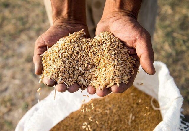 تولید ۲۷۰۰ تن بذر گواهی شده گندم در تایباد