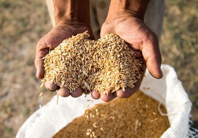 عکس آرشیوی است تولید ۲۷۰۰ تن بذر گواهی شده گندم در تایباد