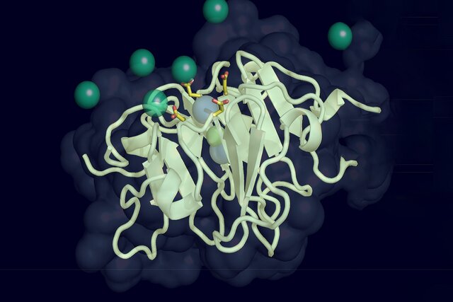 پروتئینی که راز کاهش بینایی در دوره پیری را فاش میکند