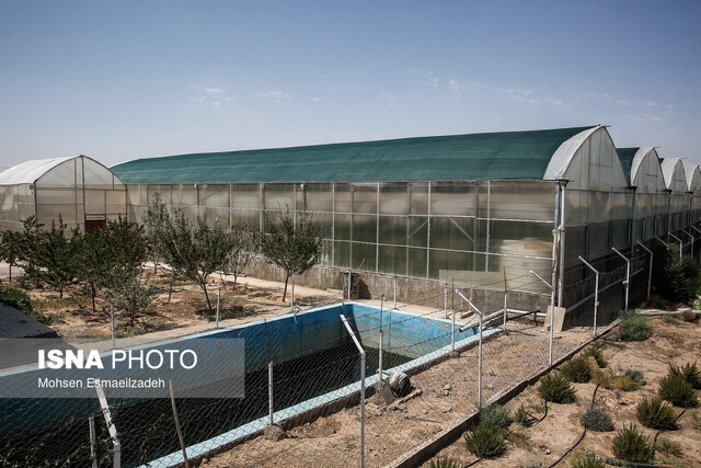 عکس آرشیوی است. توسعه کشت گلخانهای در فارس نیازمند مشوق است