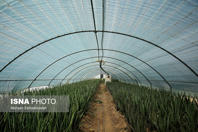 برگزاری اولین نمایشگاه باغبانی و تجهیزات گلخانهای در مشهد برگزاری اولین نمایشگاه باغبانی و تجهیزات گلخانهای در مشهد
