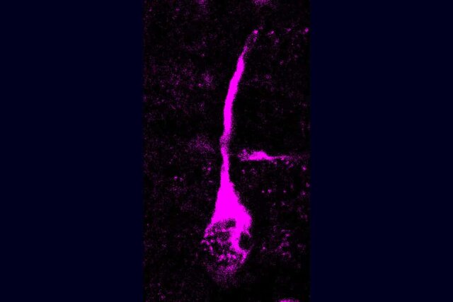 تفاوت مغز انسان مدرن و نئاندرتالها در چیست؟