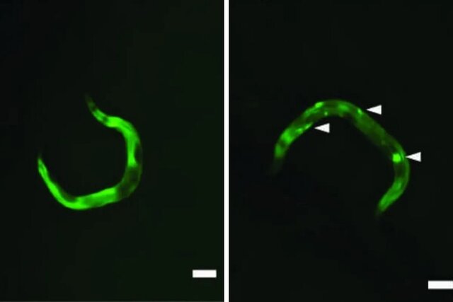 دستیابی به طول عمر بیشتر با بررسی یک پروتئین تنظیمی دستیابی به طول عمر بیشتر با بررسی یک پروتئین تنظیمی