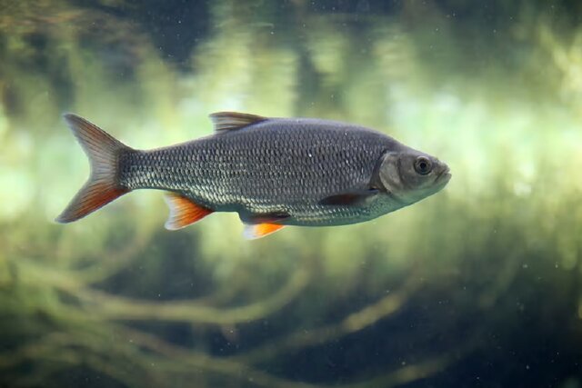 انتقال نانوپلاستیکها از خاک به گیاهان و حشرات و ماهیها تایید شد انتقال نانوپلاستیکها از خاک به گیاهان و حشرات و ماهیها تایید شد