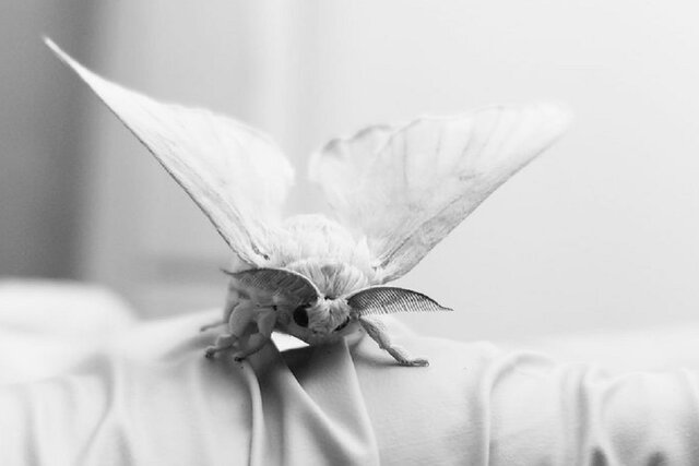 چرا پیری موجودات نر و ماده تفاوت دارد؟ چرا پیری موجودات نر و ماده تفاوت دارد؟