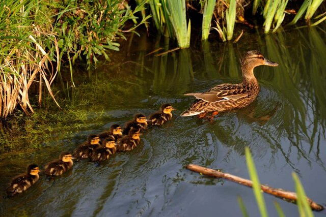 برندگان "ایگنوبل" ۲۰۲۲ اعلام شدند