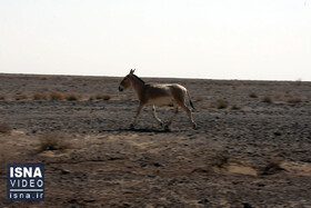 ویدئو / حیات وحش «پارک ملی کویر»