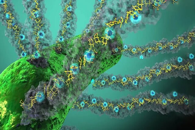 کشف یک باکتری که از نور برای "تنفس الکتریسیته" استفاده میکند! کشف یک باکتری که از نور برای "تنفس الکتریسیته" استفاده میکند!