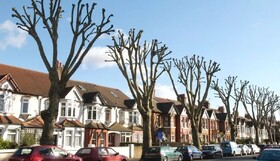 تغییرات اقلیمی تهدیدکننده سلامت و بقای درختان شهری