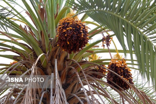 پیارم از باکیفیت ترین و گران قیمت ترین خرماهای صادراتی که از آن با نام های شکلاتی و مریمی نیز یاد شده و در شهرستان حاجی آباد هرمزگان کاشت میشود نخلها صبورند اما مونسون نمیگذارد...