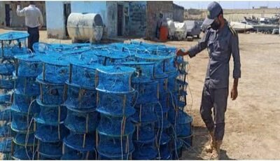 کشف صدف های دریایی در آب‌های ساحلی سیستان و بلوچستان