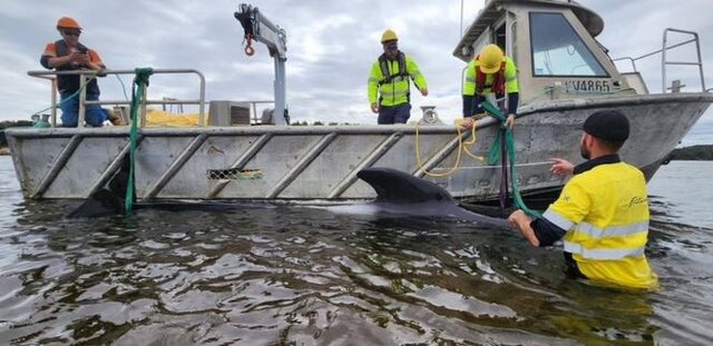 به گل نشستن بیش از ۲۰۰ قطعه نهنگ در سواحل استرالیا