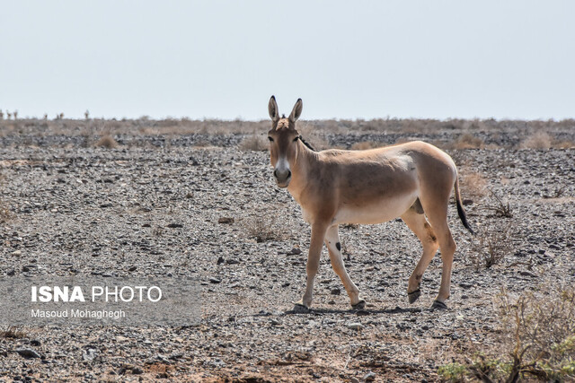 روزگار خوش گورخرهای ایرانی