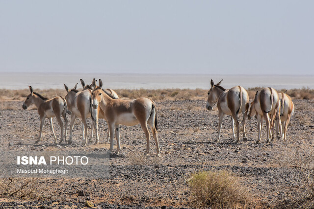 روزگار خوش گورخرهای ایرانی