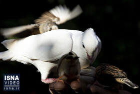 ویدئو / تأثیر مرگبار تغییرات اقلیمی بر جمعیت پرندگان