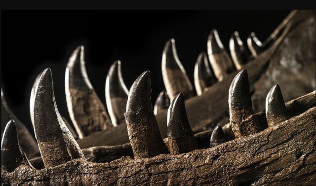 حراج دایناسوری که میلیونها دلار میارزد