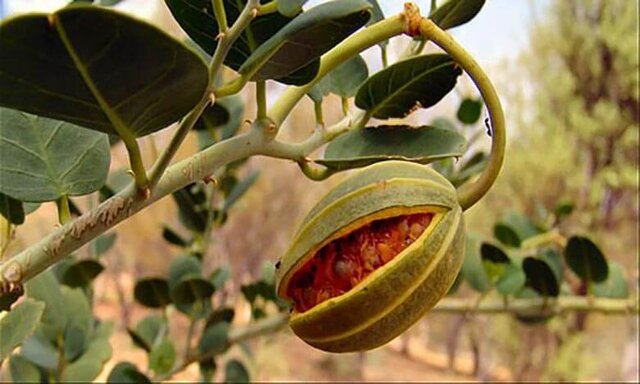 سازگاری با طبیعت تنها راه نجات کشاورزی یزد/تضمین اقتصاد کشاورزان با کشت‌های کم‌آبخواه