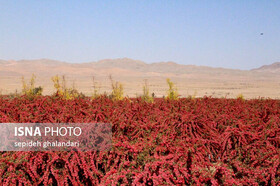 چیدن زرشک با ذره بین علمی