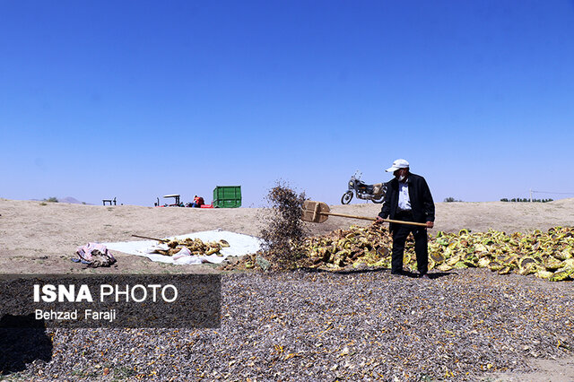 برداشت آفتابگردان از مزارع استان کرمانشاه