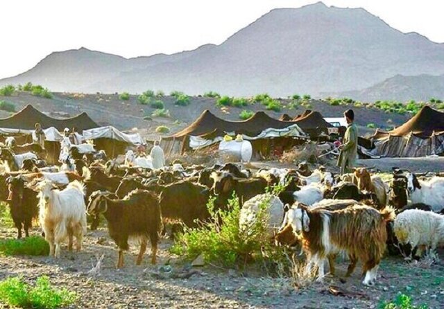 عشایر خراسان شمالی از اجرای طرح خرید تضمینی دام بهره چندانی نبردند