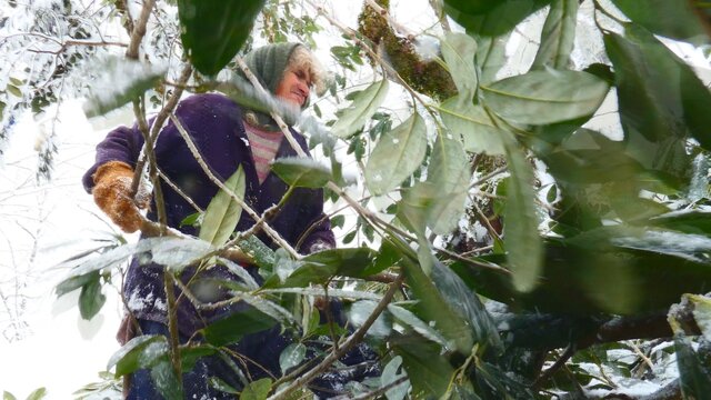 راهیابی دوربینهای یک مستند به خلوت پیرزن جنگلنشین