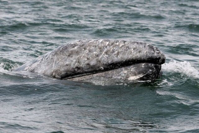 کاهش ۴۰ درصدی جمعیت نهنگ‌ها در آب‌های آمریکای شمالی