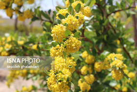 جشنواره ملی زرشک؛ آغاز یک تحول اقتصادی پایدار