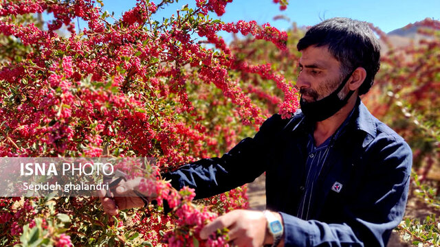 یاقوتی که در هوای پاییز رنگ می‌گیرد 