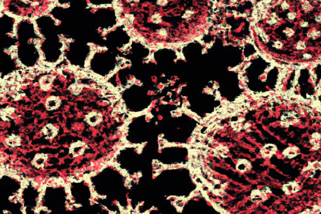 هیچ گونه جدیدی از کرونا در حال سلطه یافتن نیست هیچ گونه جدیدی از کرونا در حال سلطه یافتن نیست